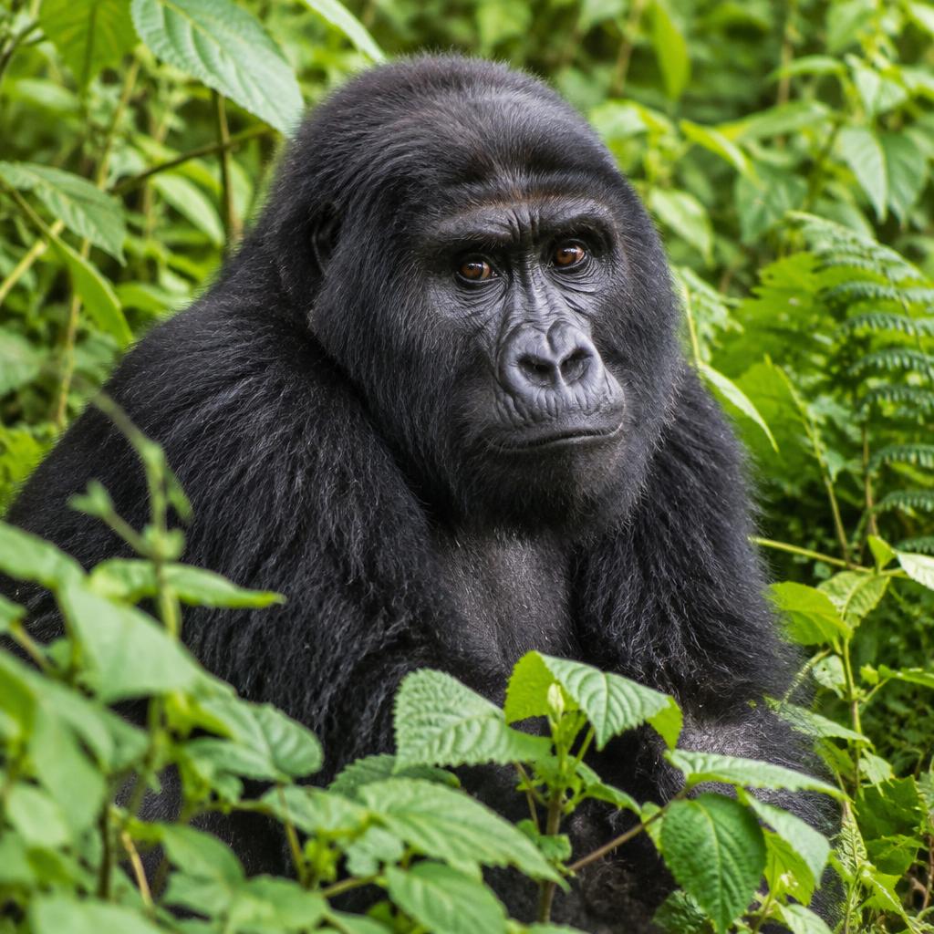 Mountain gorilla in Uganda’s ancient rainforest